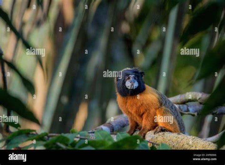 Where do golden-mantled tamarin live?