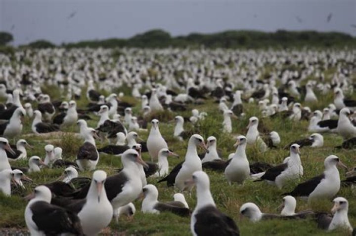 Where do gooney birds live?