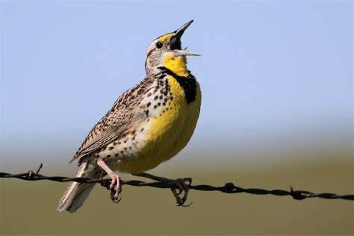 Where do meadowlarks winter?