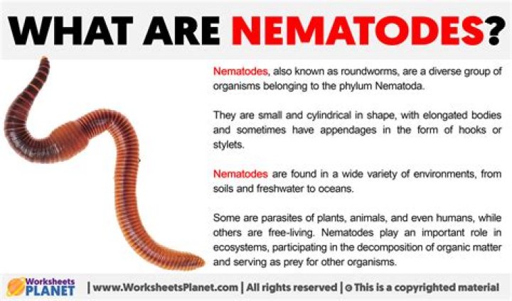 Where do nematodes come from?