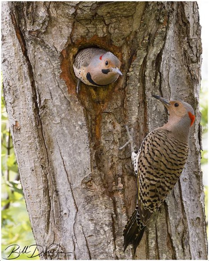 Where do northern flickers nest?