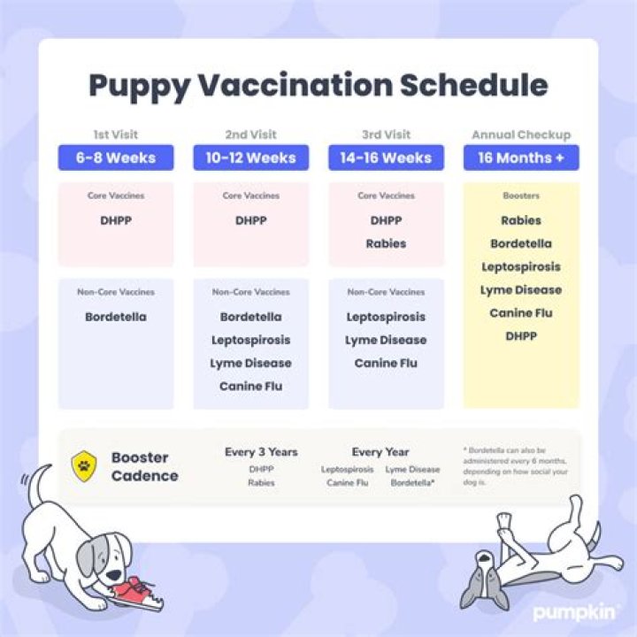 Where do puppies get coccidia?