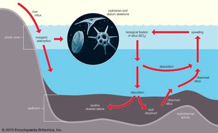 Where do siliceous oozes usually occur?