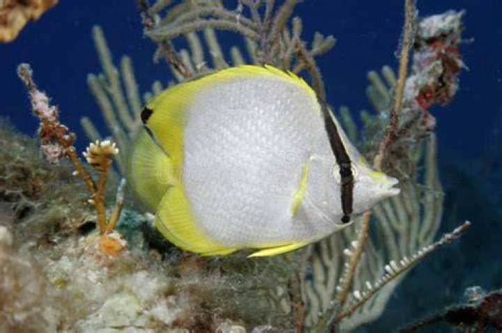 Where do spotfin butterflyfish live?