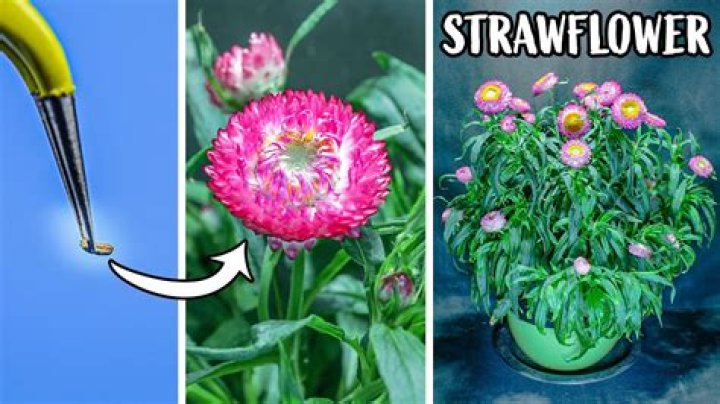 Where do strawflower seeds come from?