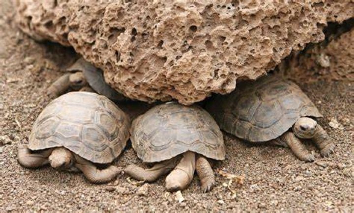 Where do tortoises live?