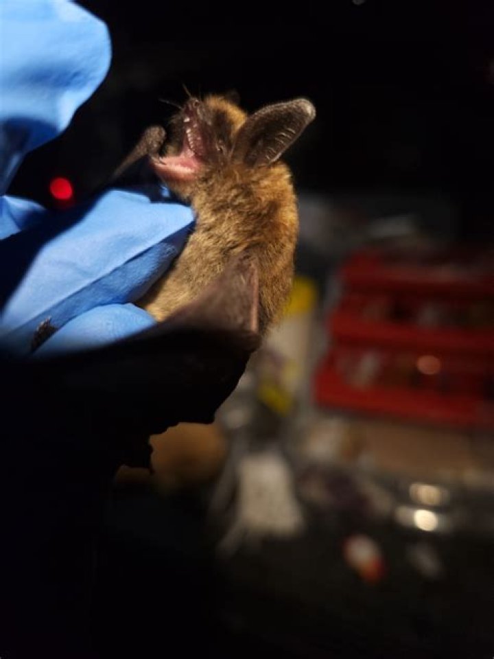 Where do western small-footed bat live?