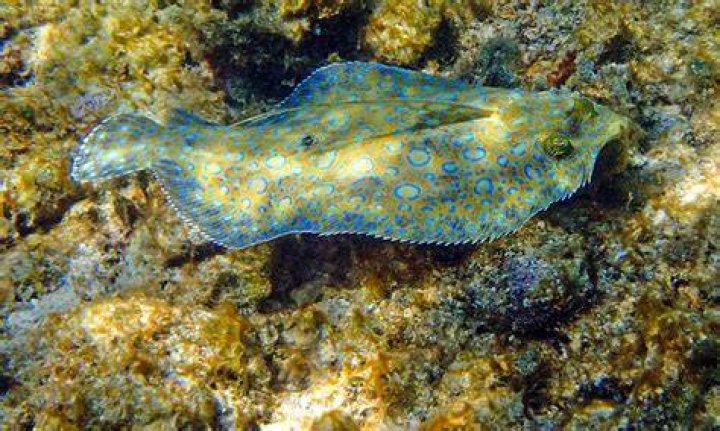Where do you find flounders?