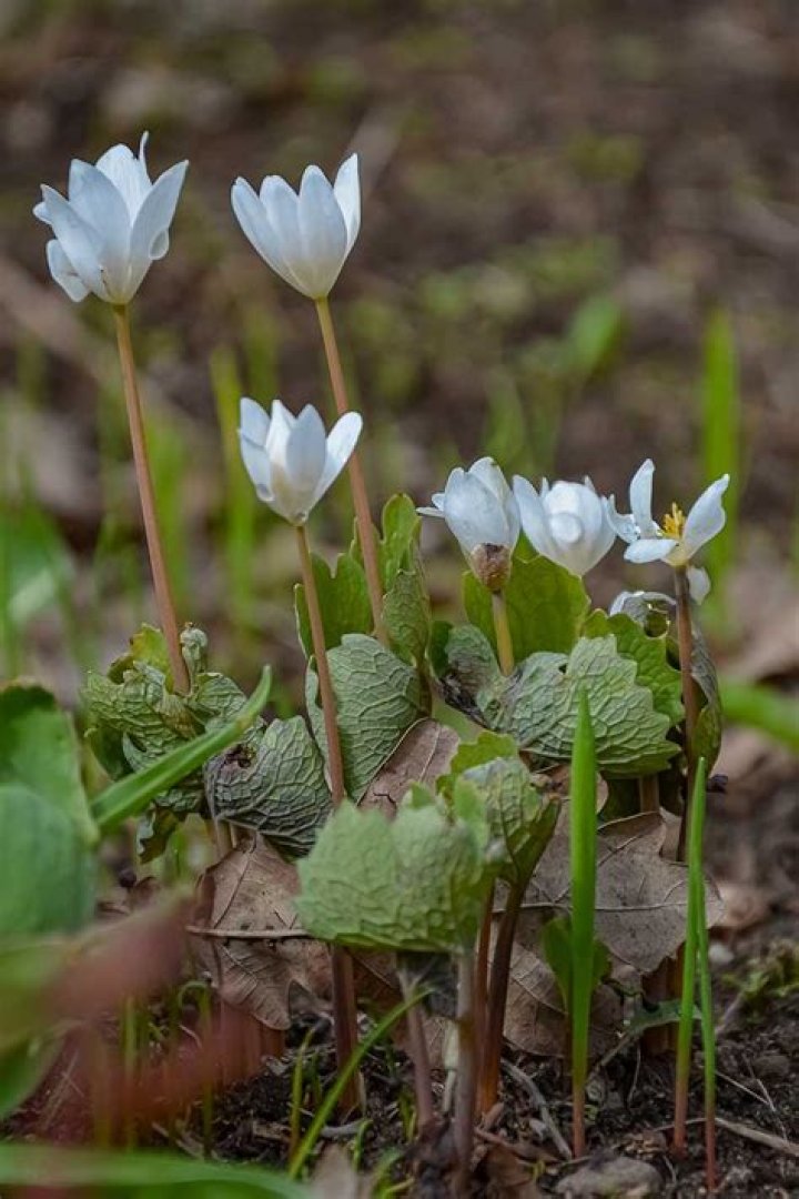 Where does bloodroot grow?