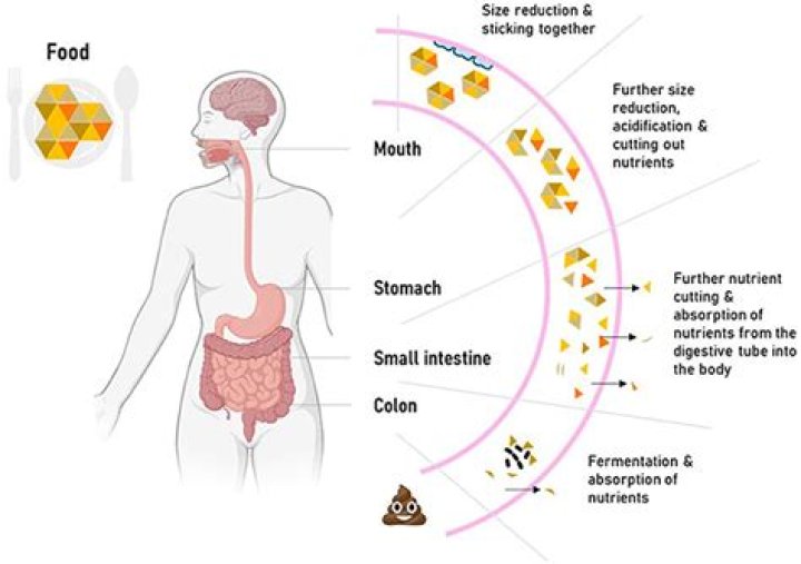 Where does digested food get absorbed?