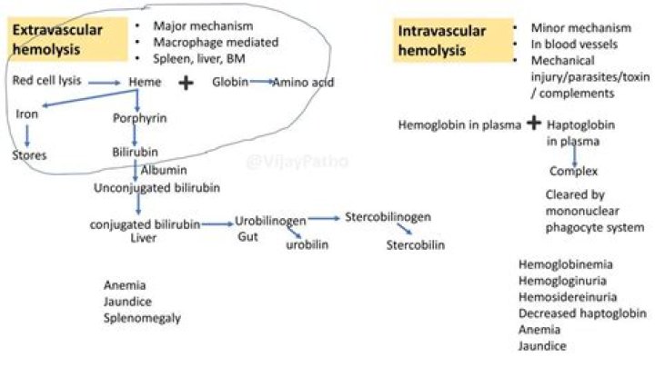 Where does extravascular hemolysis occur?