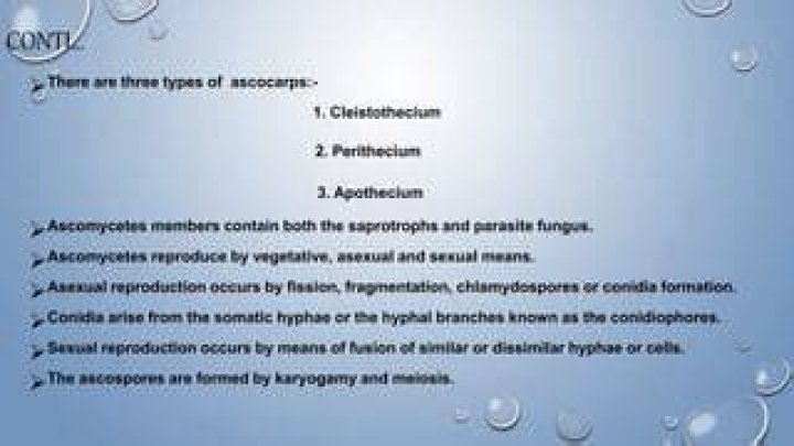 Where does karyogamy occurs in ascomycetes?