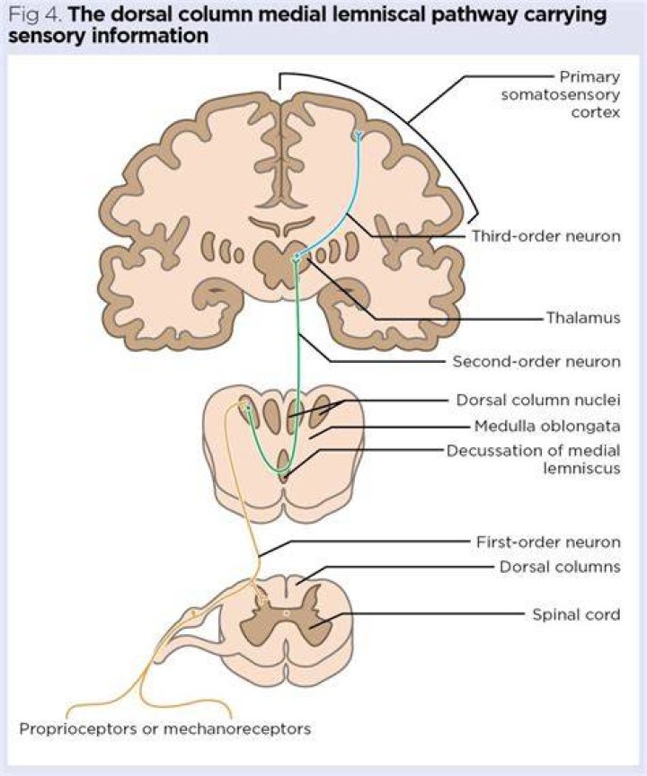 Where does medial lemniscus decussation?