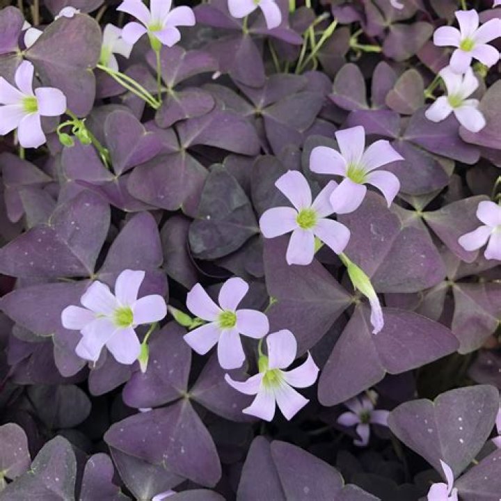 Where does oxalis grow?