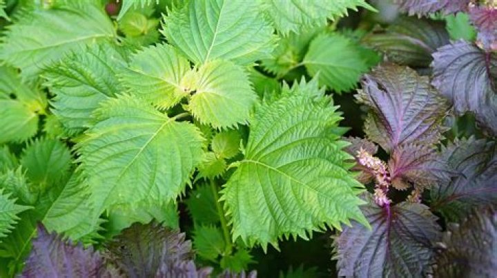 Where does perilla oil come from?