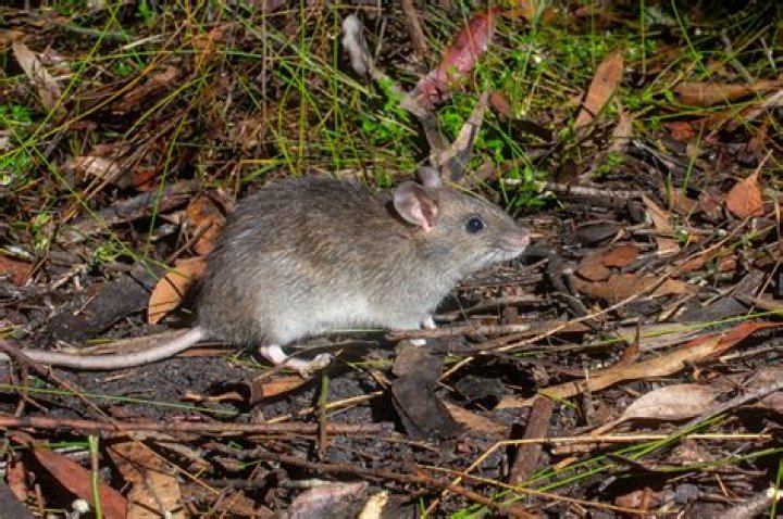Where does rodent live?