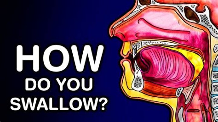 Where does swallowed saliva go?