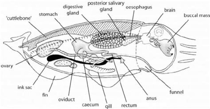 Where does the cuttlefish bone come from?