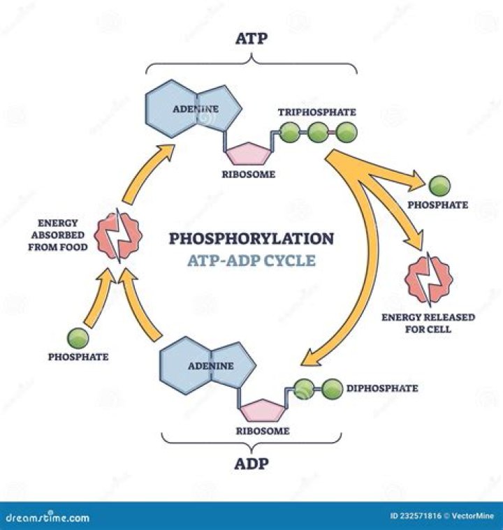 Where does the energy to phosphorylate adp originate from?
