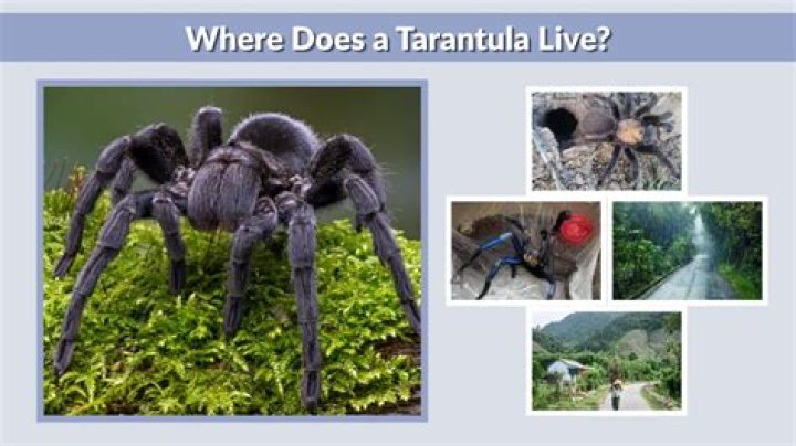 Where does the word tarantula come from?
