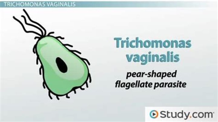 Where does trichomoniasis originate?