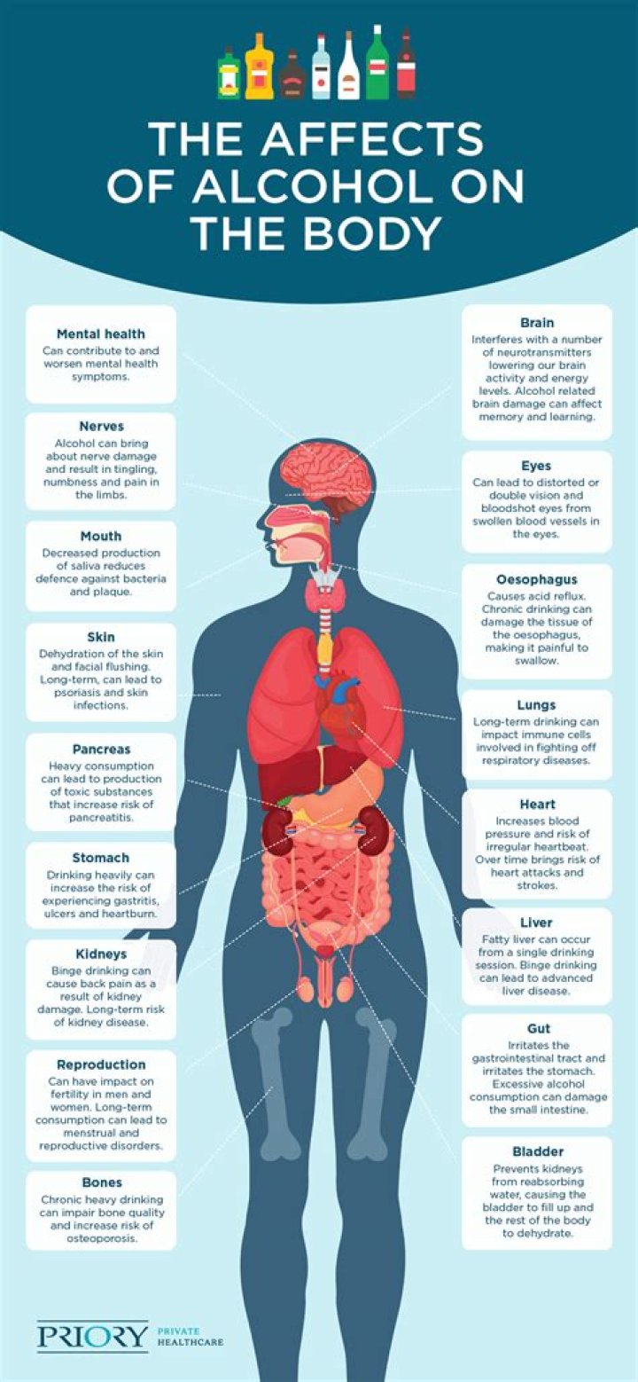 Where is alcohol broken down in the body?