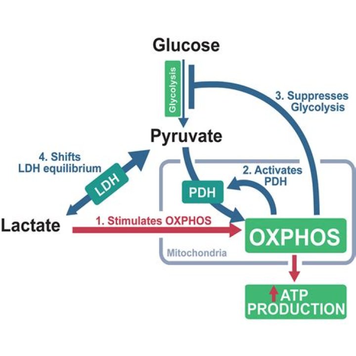 Where is diamine oxidase produced in the body?
