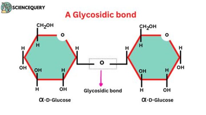 Where is glycosidic bond found?