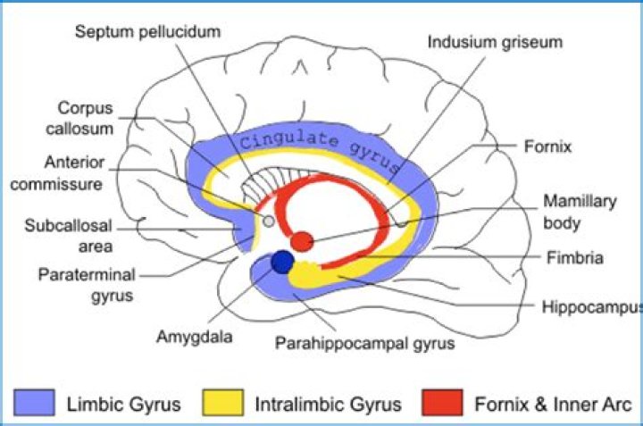 Where is indusium griseum located?