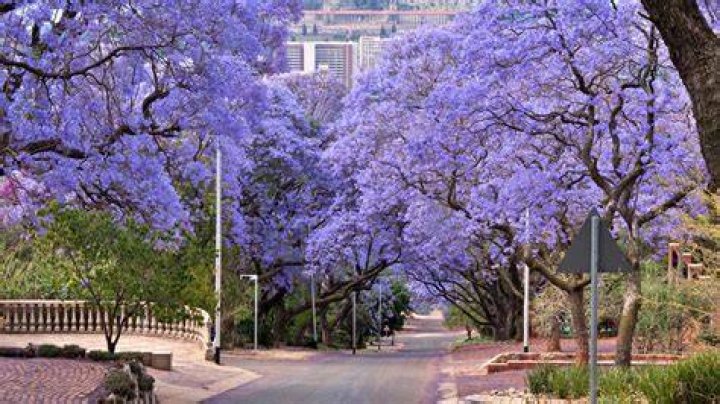 Where is jacaranda city?