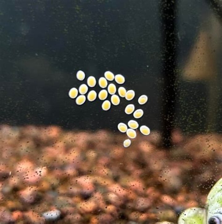 Where is laying eggs?