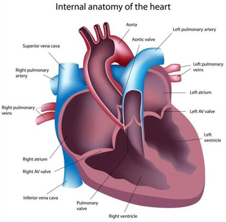 Where is left atrium located?