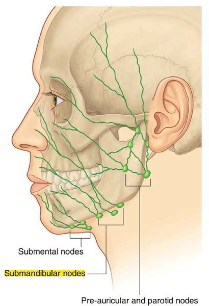 Where is mandibular lymph node located?