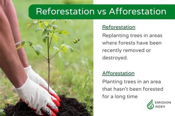 Where is reforestation happening?