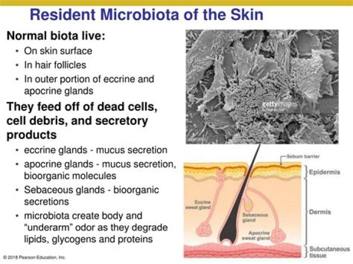 Where is resident biota found?