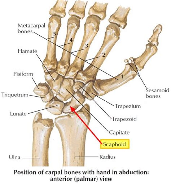 Where is scaphoid bone?