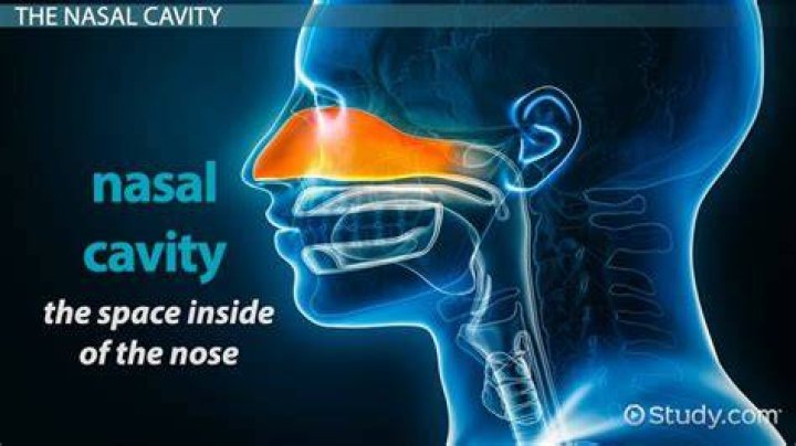 Where is sinus cavity located?