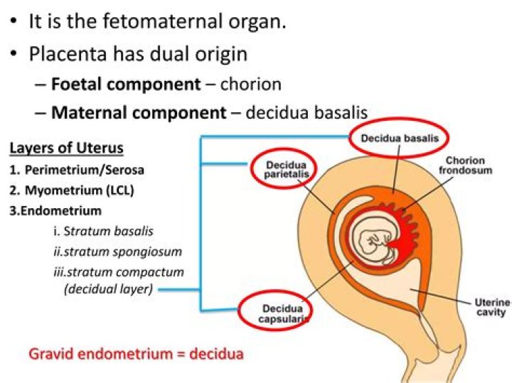 Where is stratum spongiosum?