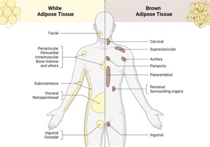 Where is the adipose tissue?