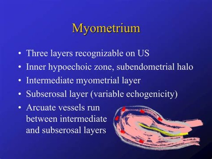 Where is the anterior myometrium?