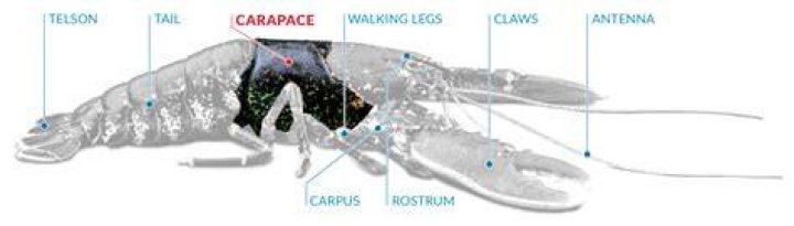 Where is the carapace on a lobster?