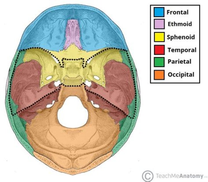 Where is the cranial region?