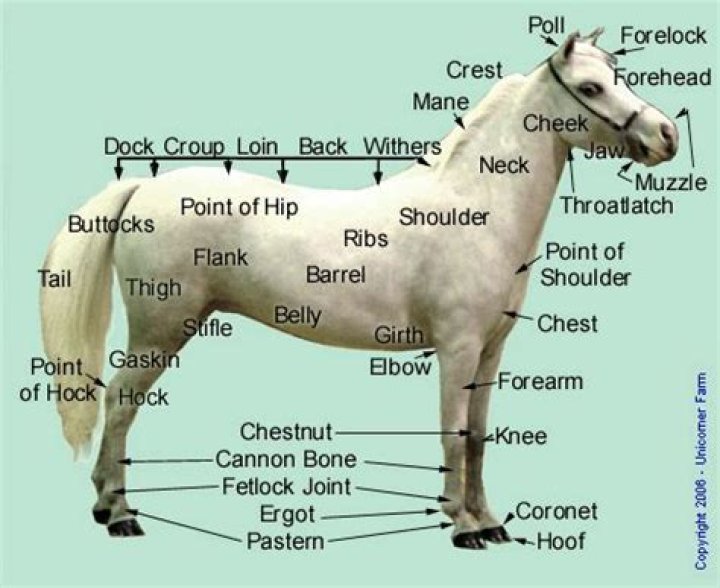 Where is the gaskin located on a horse?