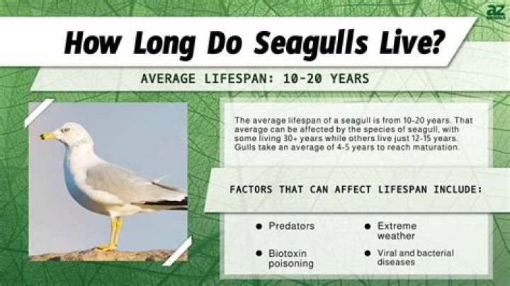 Where is the lifespan of a seagull?