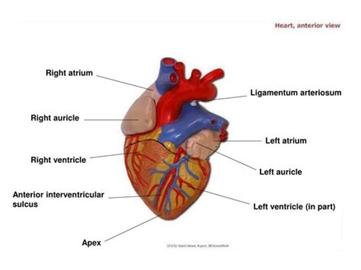 Where is the ligamentum arteriosum located?
