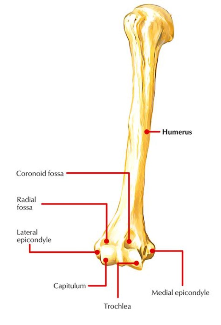 Where is the medial condyles located?