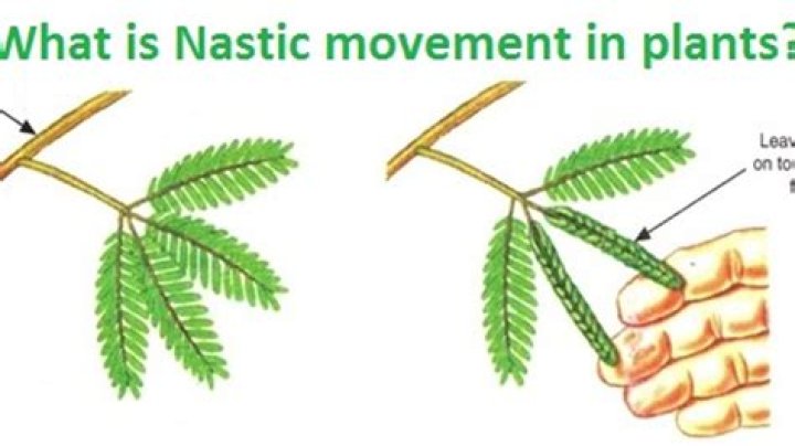 Where is the nastic movement?