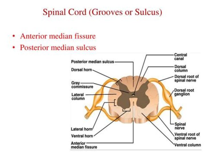 Where is the posterior median sulcus?