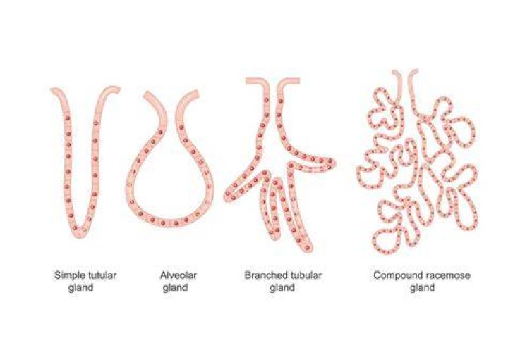 Where is the racemose glands located?