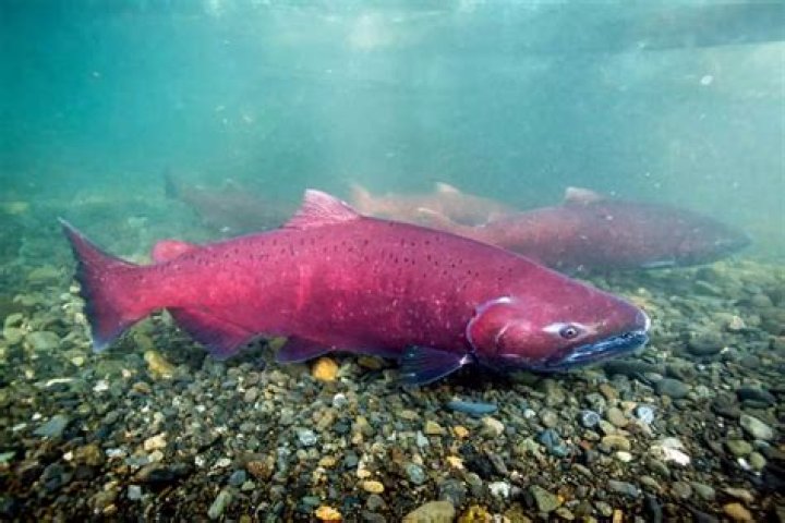 Where is the red salmon fire?
